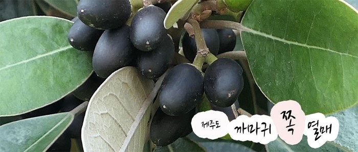 까마귀쪽나무