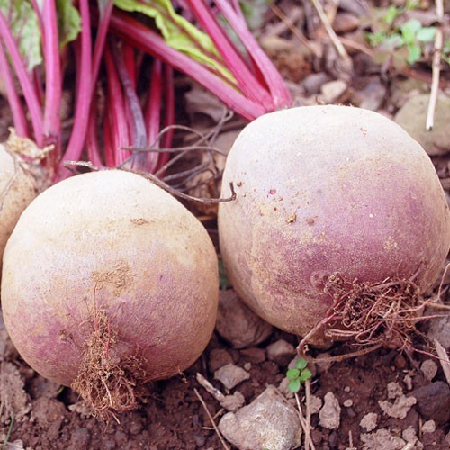 제주 레드비트차(茶) 150g - 이미지 2