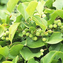 청미래덩굴 뿌리(건조 600g, 명감나무, 망개나무)