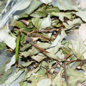 제주도 녹나무 (잎사귀 잔가지 건조 250g)
