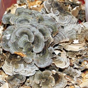 야생 운지버섯(600g)